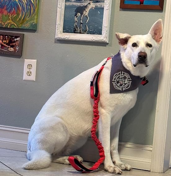 DEZIZEUSK9 car-safe leash ensures effective travel while reducing distractions.