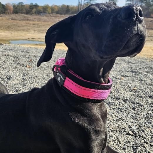 DEZIZEUSK9-name-plate-customization-dog-collar shows hook-and-loop plate option for personalization