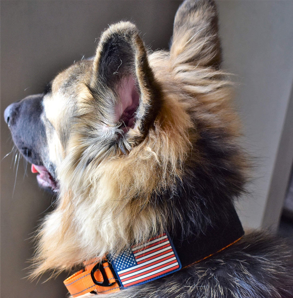 DEZIZEUSK9 reflective stitching increases visibility in low light.
