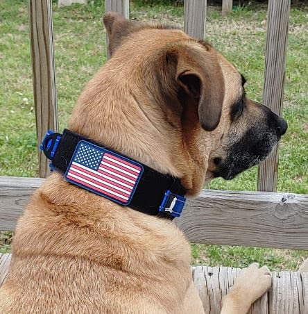 DEZIZEUSK9 training-ready collar for everyday use and obedience sessions.