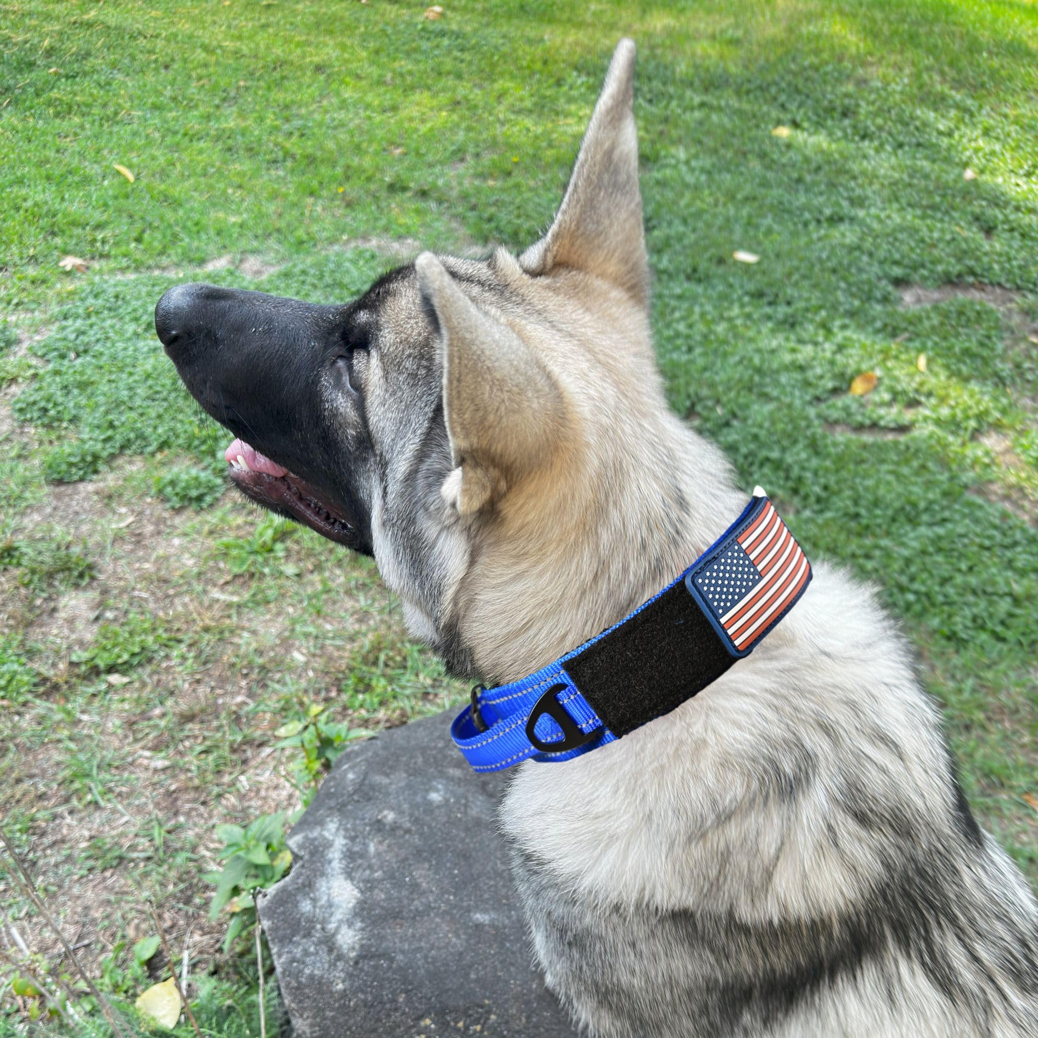 DEZIZEUSK9 USA patch on collar adds bold visual marker for recognition