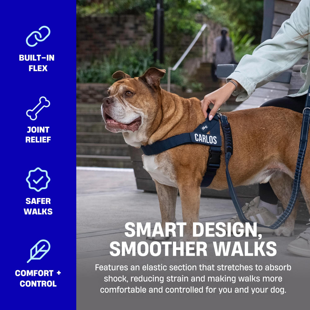 DF Co Bungee Leash regular size designed for close-control training sessions.