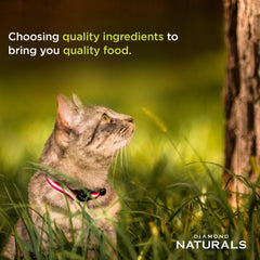 Diamond Naturals probiotics concept image points to digestive and immune support possibilities.