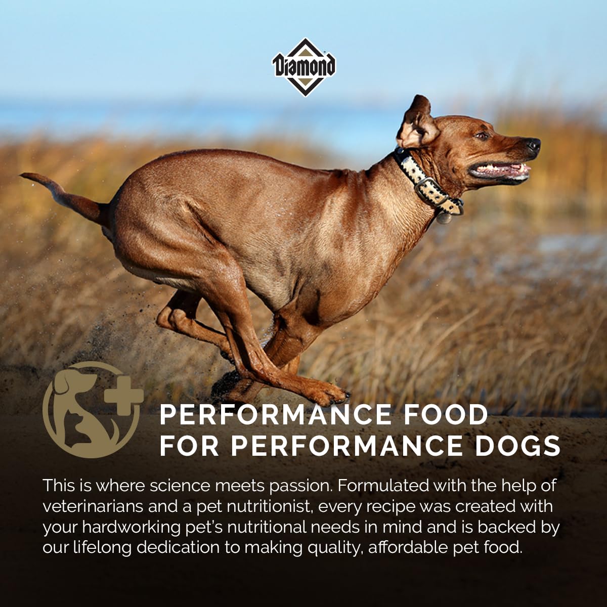 Diamond Premium omega fats promote coat shine and skin health