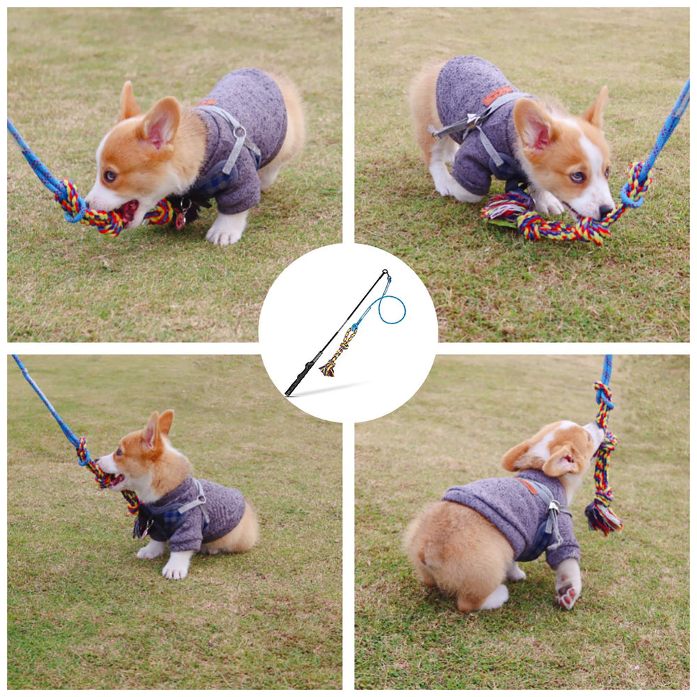 DIBBATU teaser wand focuses on playful chasing during outdoor sessions.
