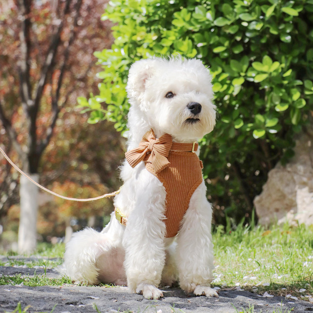 Didog adjustable collar with bow provides secure fit and cute style.