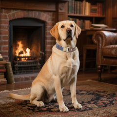 Didog blue collar showing quick-release buckle for easy on/off.