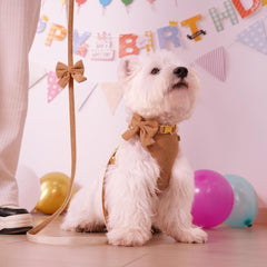 Didog breathable mesh harness shows soft padding for all-day comfort.