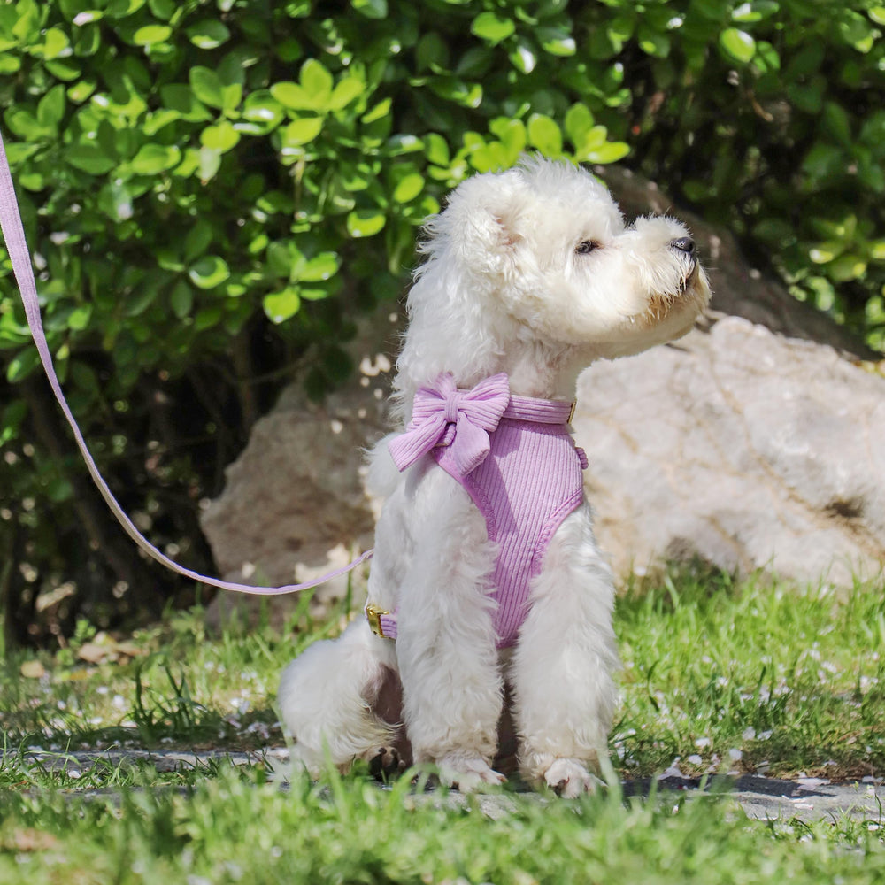 Didog breathable-mesh harness keeps small dogs cool on walks.