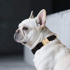 Didog collar con forro interior suave, diseño ligero para no molestar.