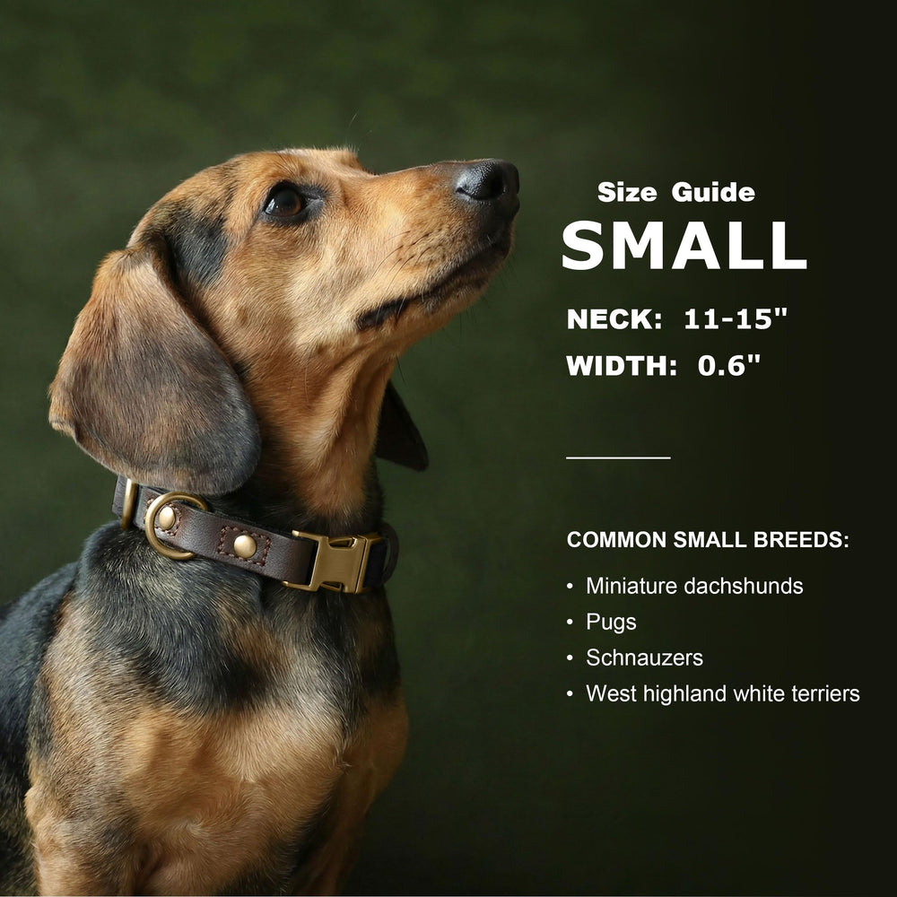 Didog collar con hebilla de metal clásica para seguridad y estilo
