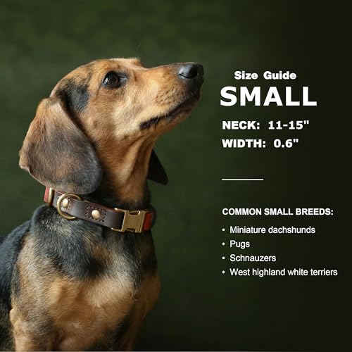 Didog collar talla S 11-15 pulgadas para perros pequeños