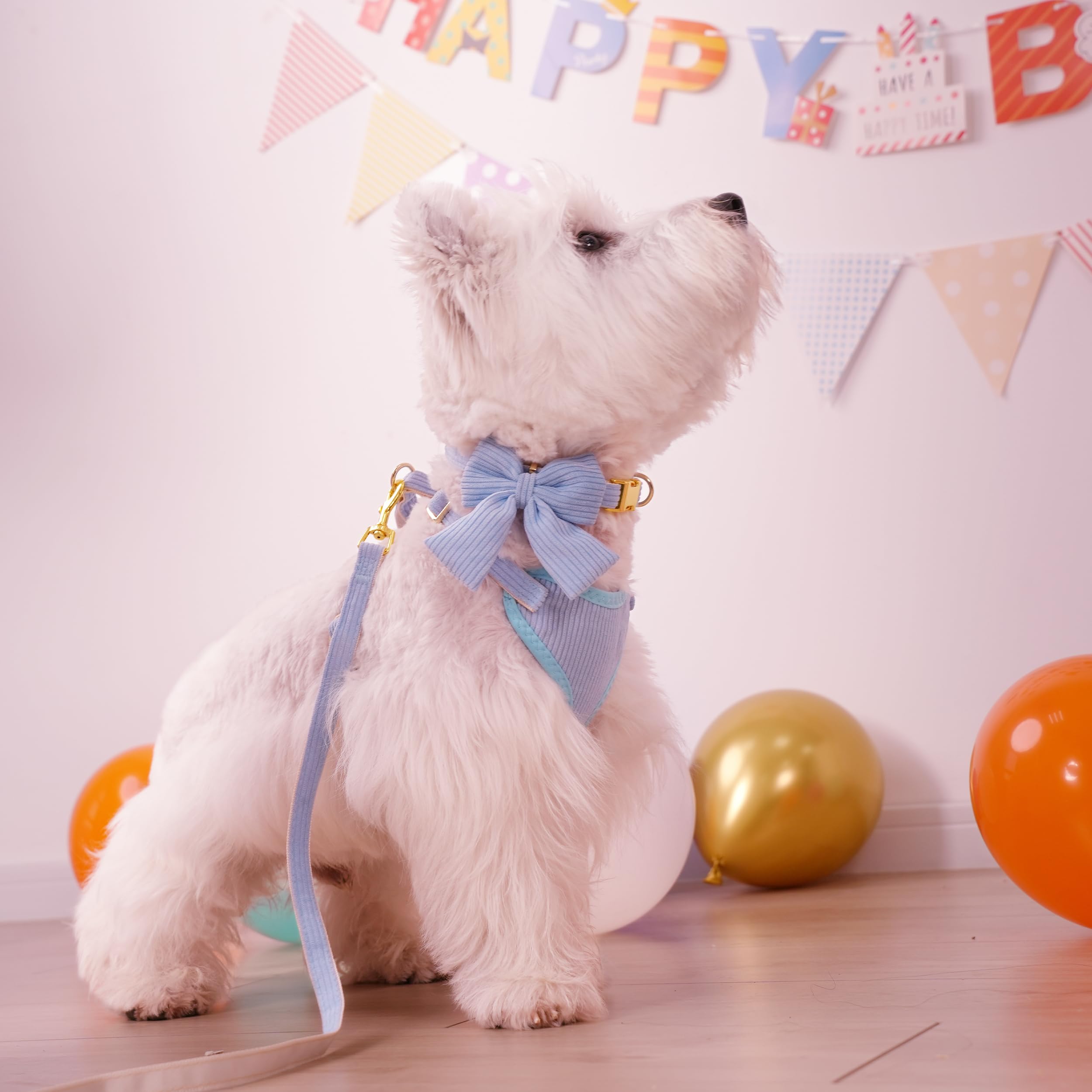Didog collar with blue bowtie, adjustable for petite dogs during photos and outings.
