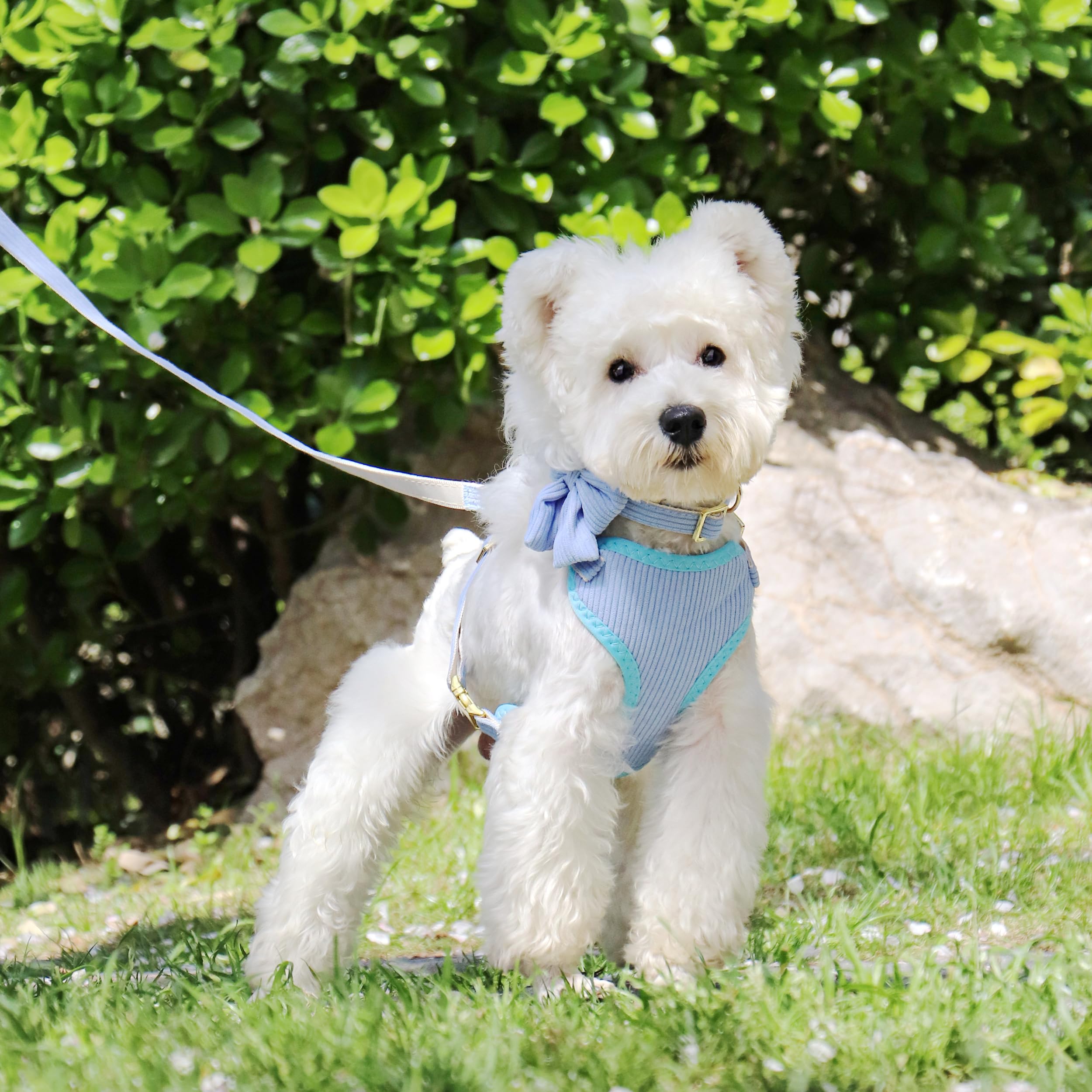 Didog 5ft leash in blue with bowtie, ideal for secure daily strolls.