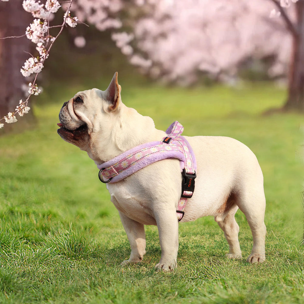Didog no-pull harness adjustable straps ensure secure fit