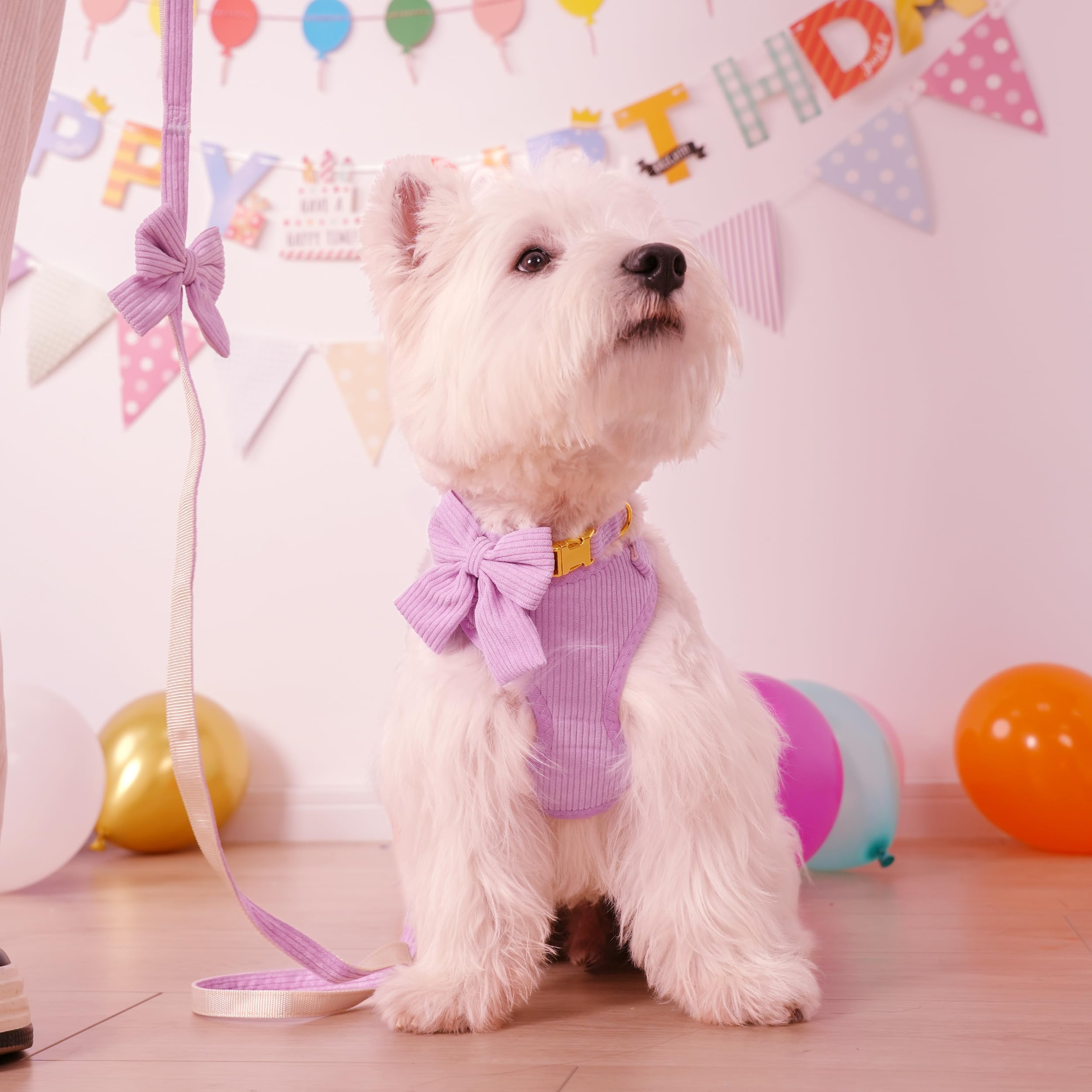 Didog puppy-collar with bowtie highlighting festive photoshoots.