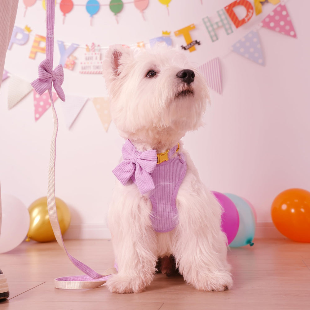 Didog puppy-collar with bowtie highlighting festive photoshoots.