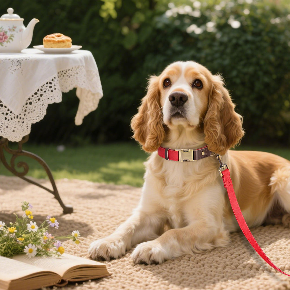 Didog quick-release buckle on red PU collar enables easy on-off during walks