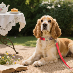 Didog quick-release buckle on red PU collar enables easy on-off during walks