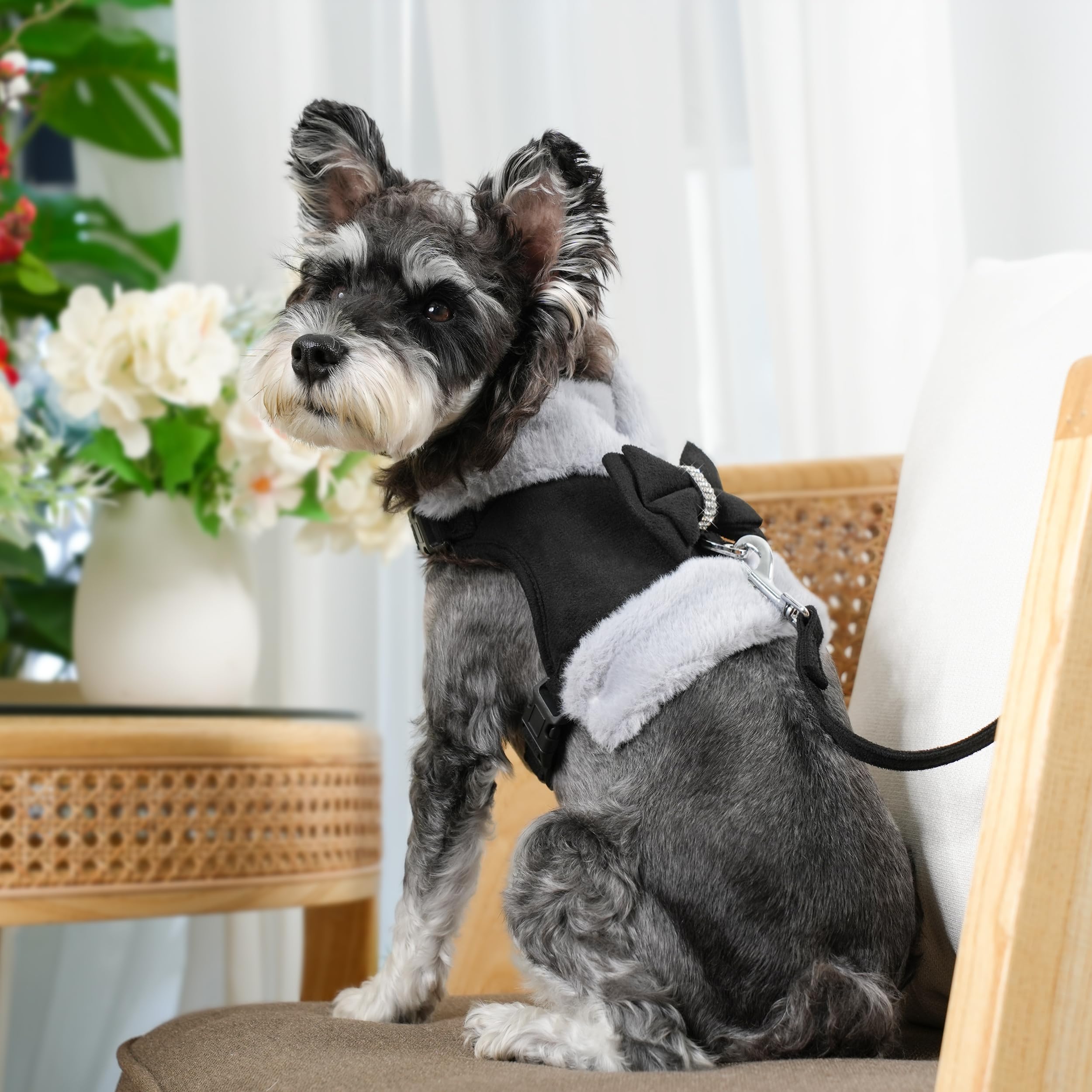 Didog removable plush collar on a small dog harness for adaptable warmth.