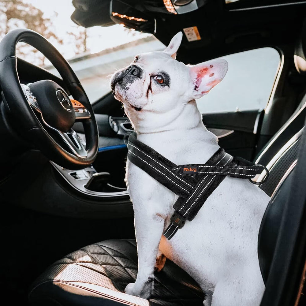 Didog black harness offers versatile styling and secure fit.