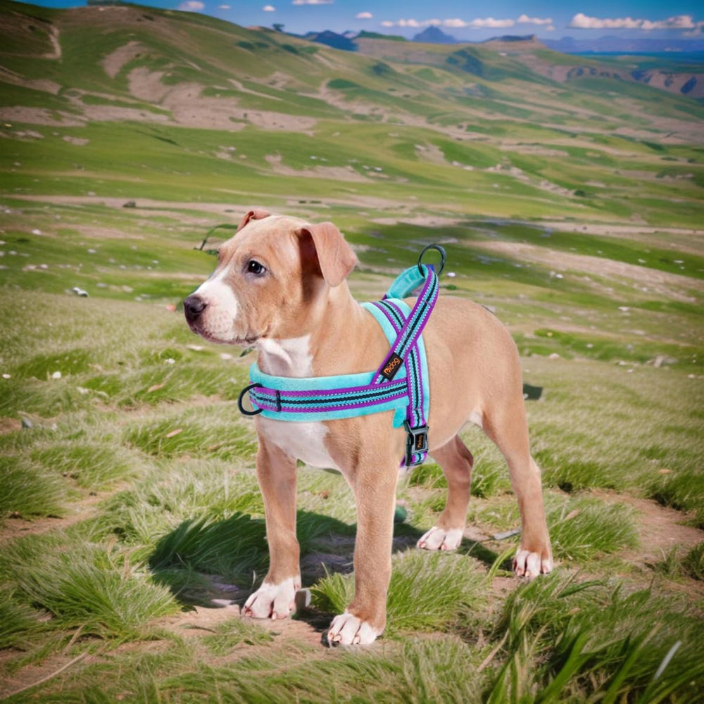 Didog soft fleece padding under neck and back for comfort
