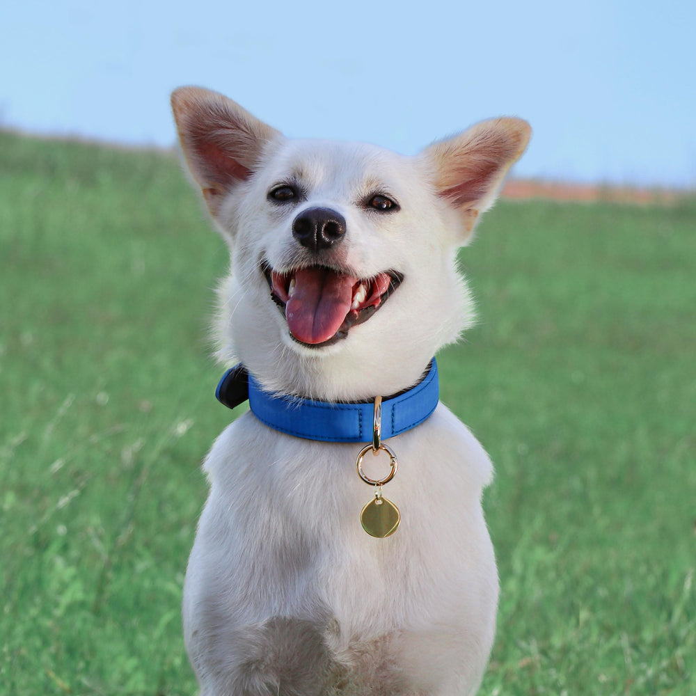 Didog blue collar with emphasis on metal buckle closeup durability