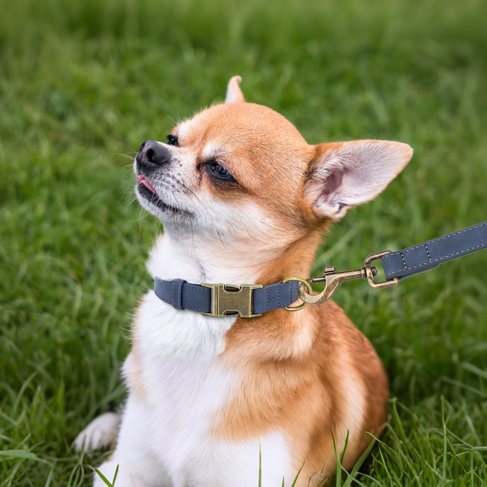 Didog soft PU leather dog collar blue D-ring close-up highlights secure leash attachment