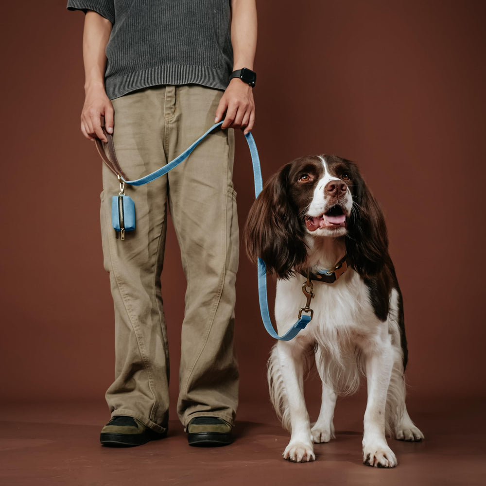 Didog D-ring leash attachment on denim blue collar