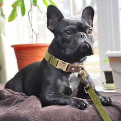 Didog collar quick-release buckle highlights easy on/off during quick outdoor outings