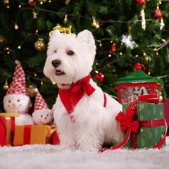 Didog three adjustable straps red S offer secure, customized fit.