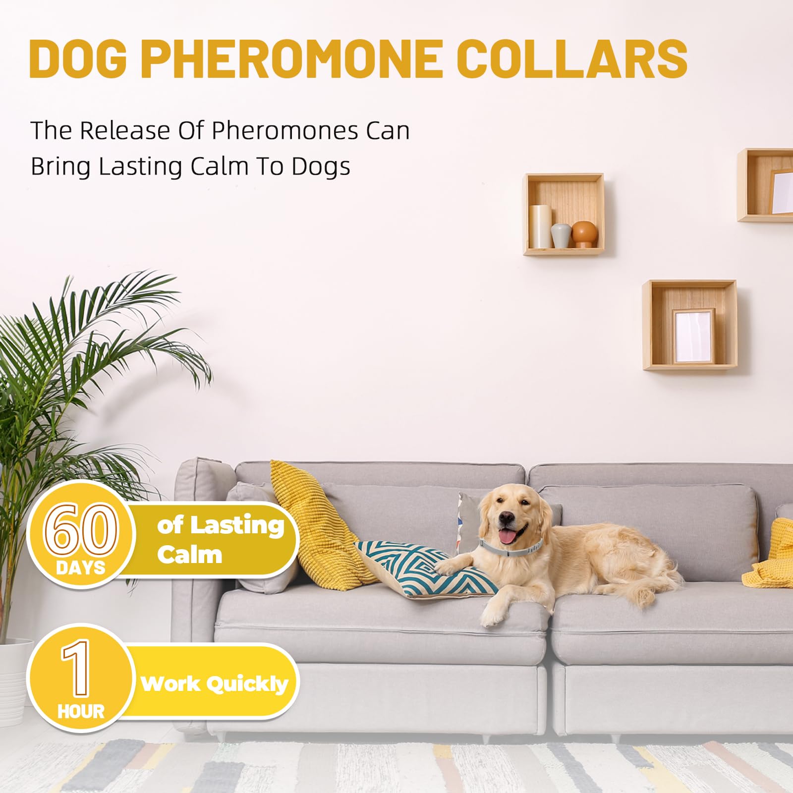 Die-matic calming collar worn on a dog displays relaxed posture during a busy event