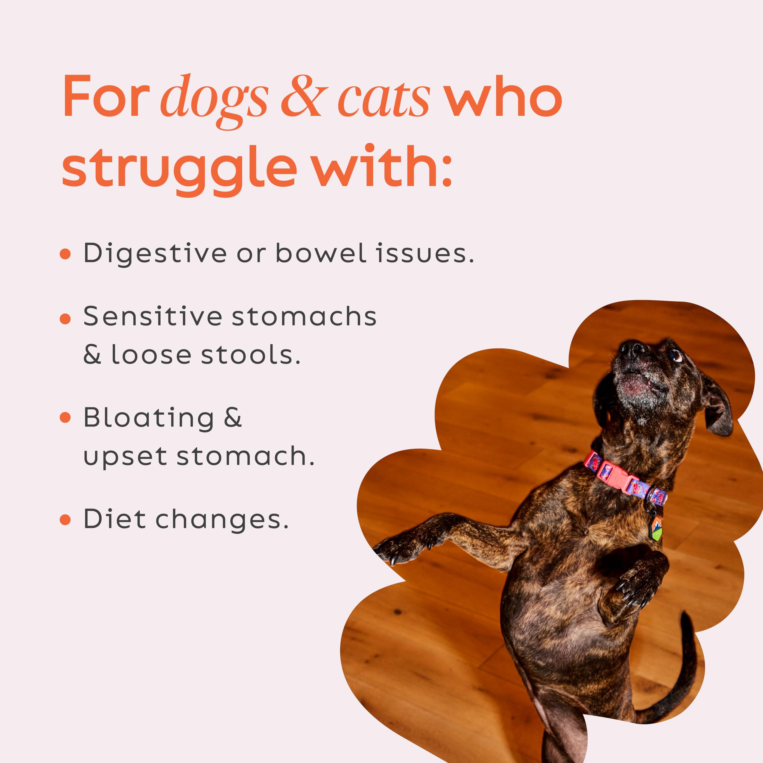Diggin' Your Dog Firm Up trial bar close-up with convenient fiber boost