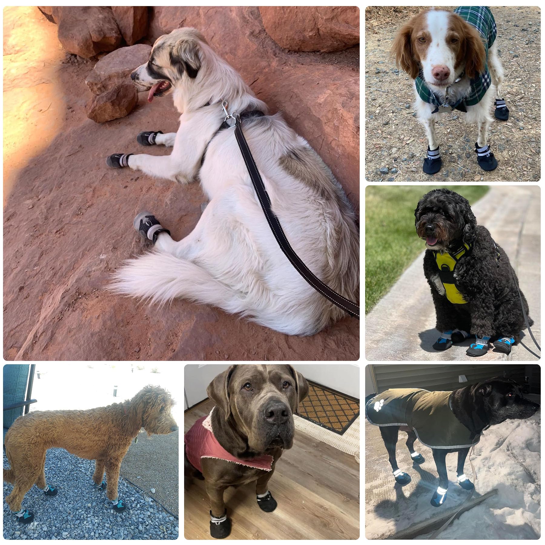 Dimicoo dog boots for indoor-outdoor use on hardwood floors.
