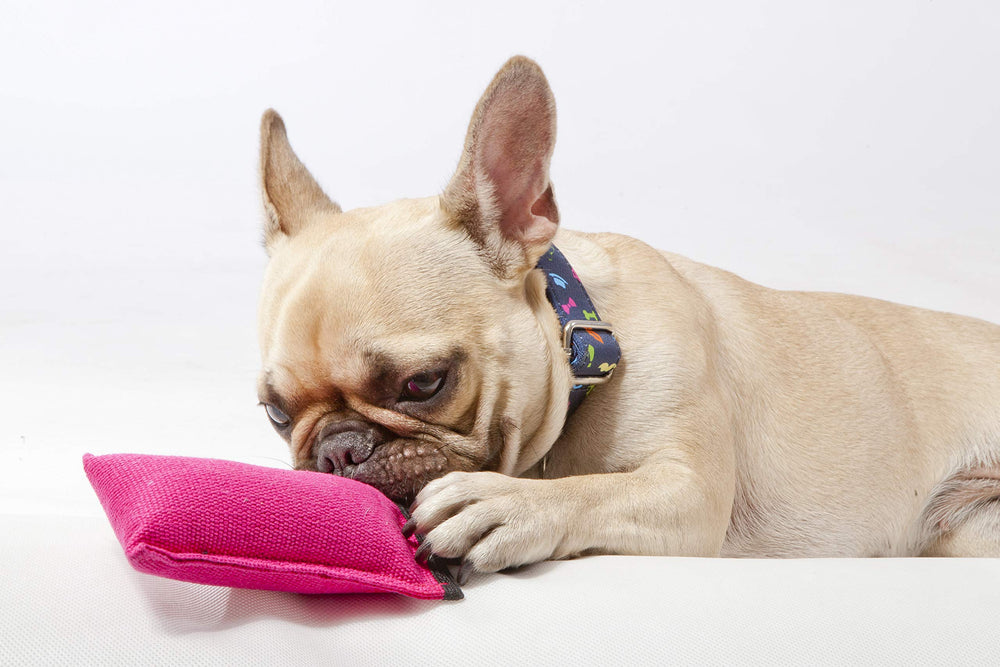Dingo Cotton Tug Toy with Handle – bright colours for visibility