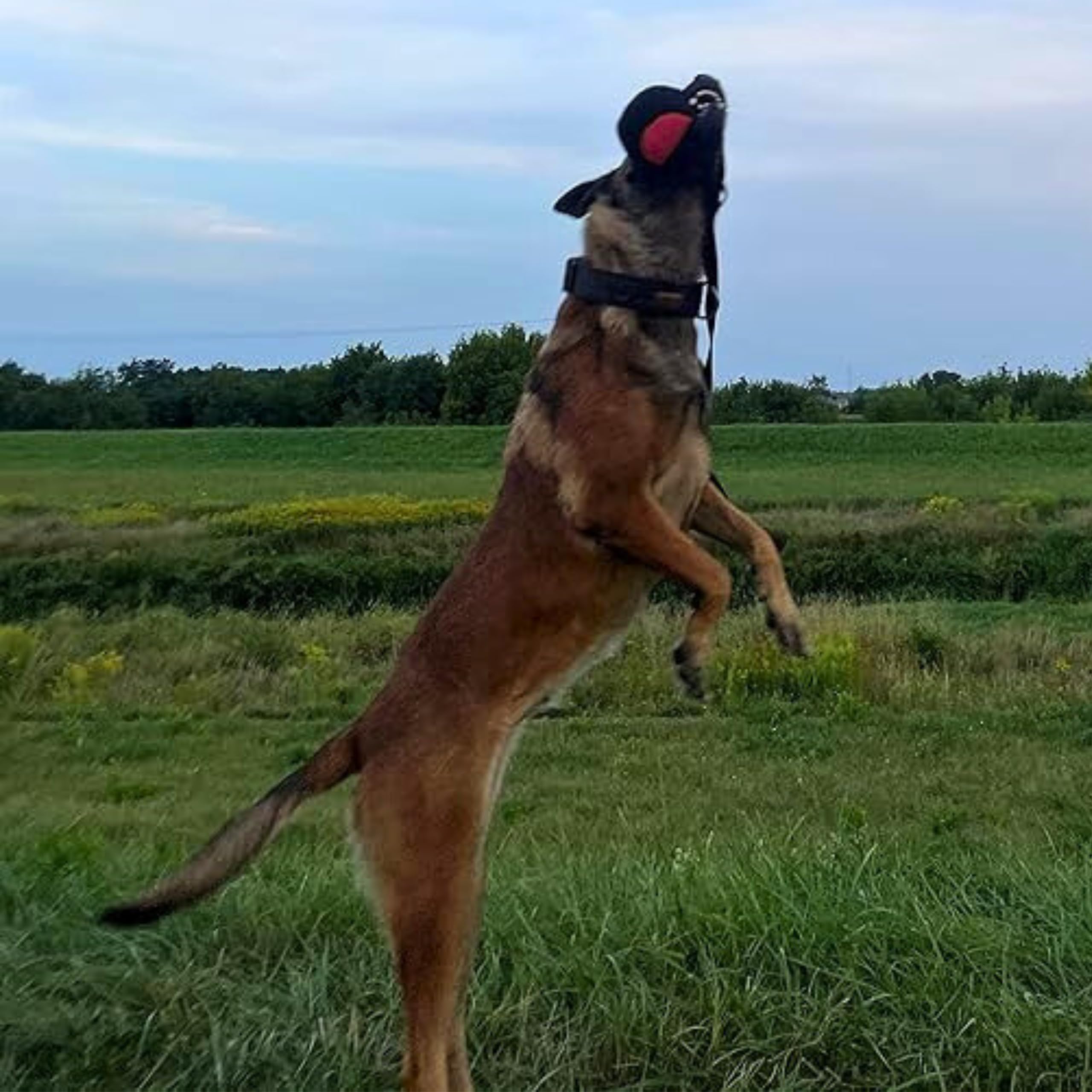 Dingo Gear bite-strength training ball on rope for interactive exercises