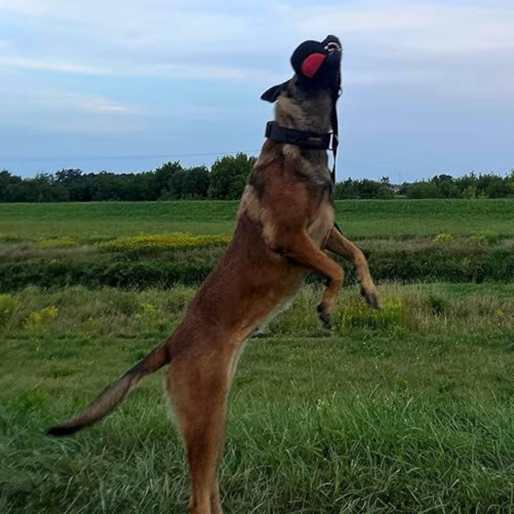 Dingo Gear bite-strength training ball on rope for interactive exercises