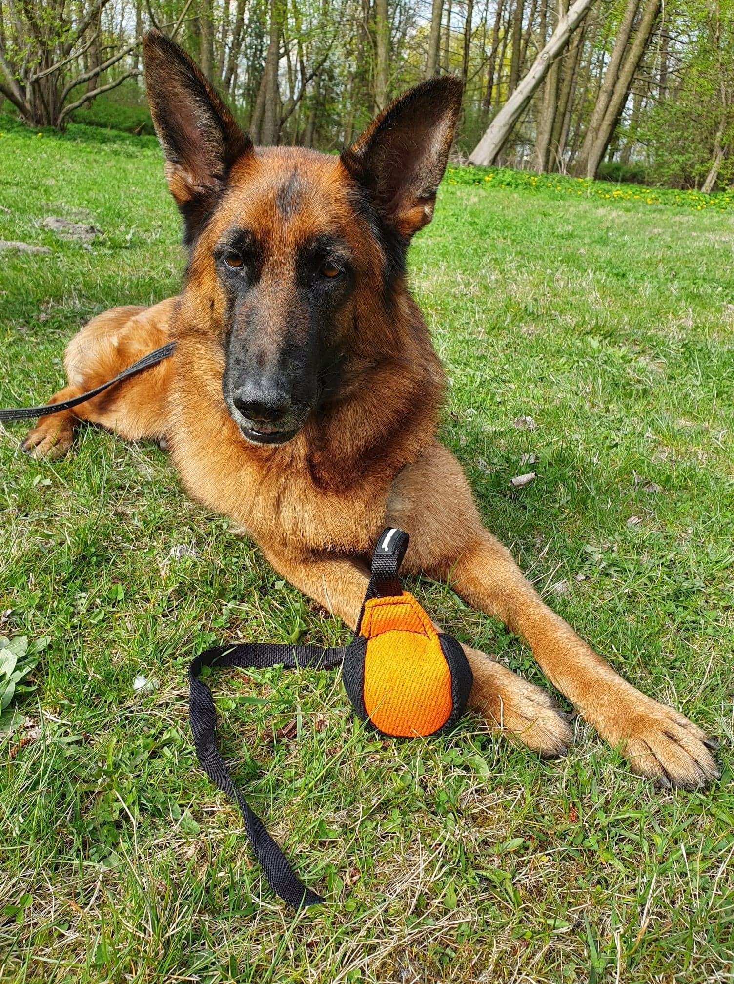 Dingo Gear dog-training toy for fetch-tug routines showcasing durable construction.