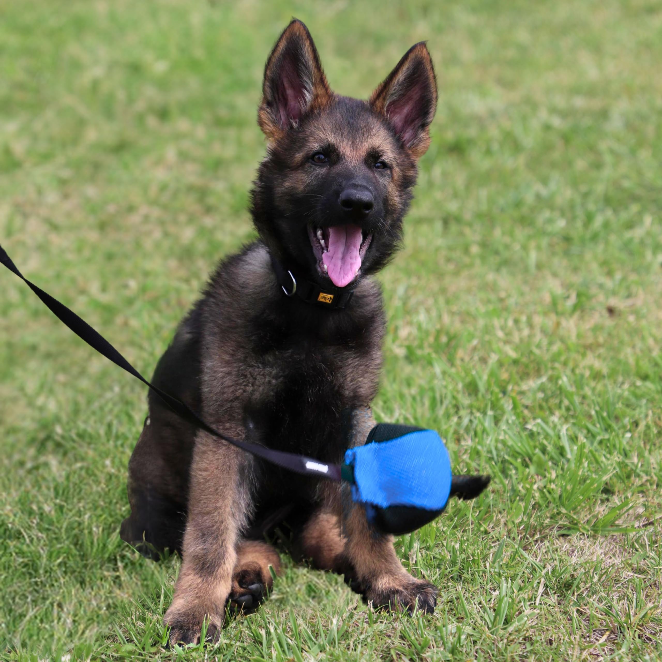 Dingo Gear handmade blue-black dog toy suited for fetch and retrieval.