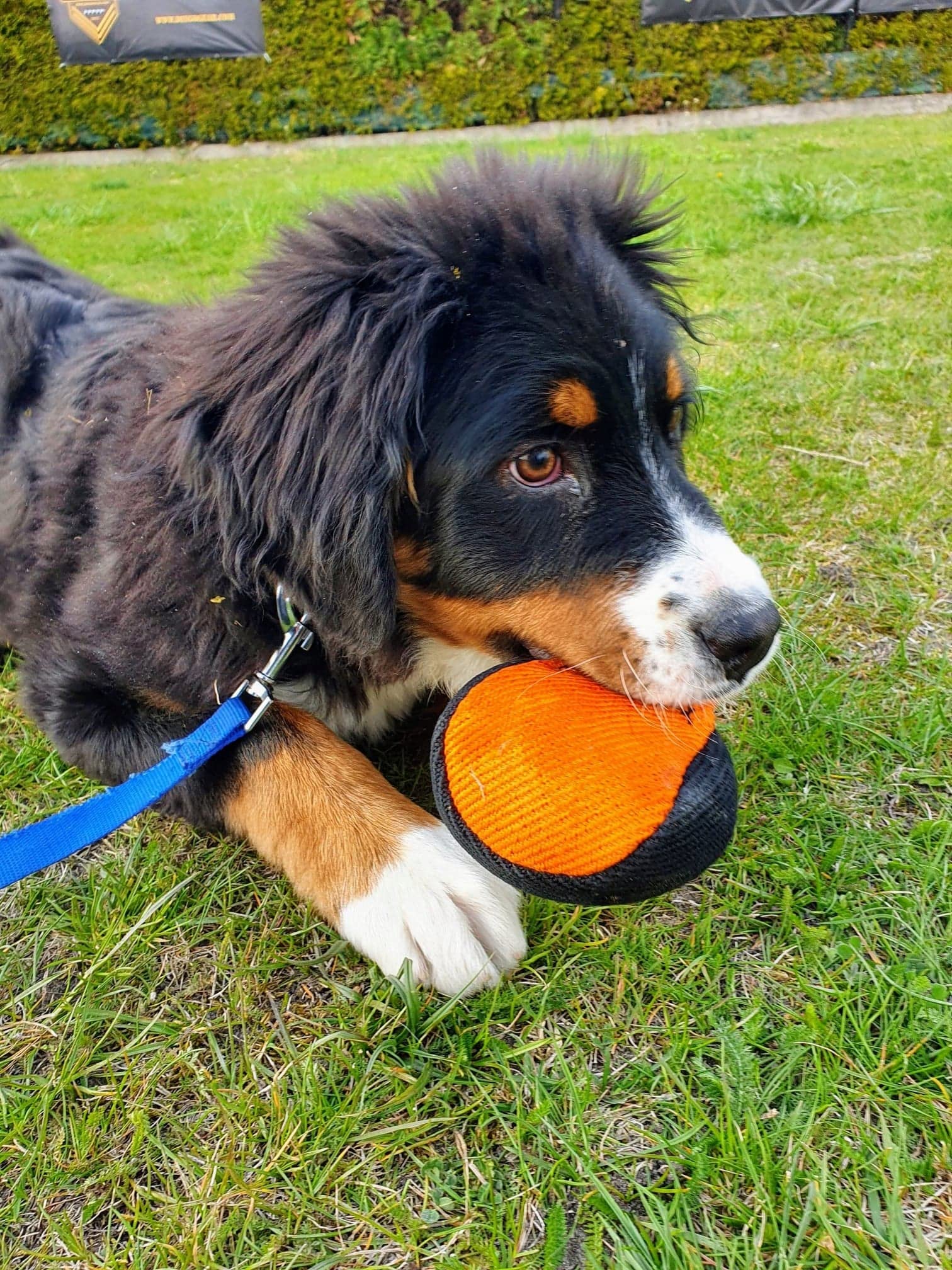 Dingo Gear outdoor-training-dog-toy shown in outdoor setting for agility and retrieval.