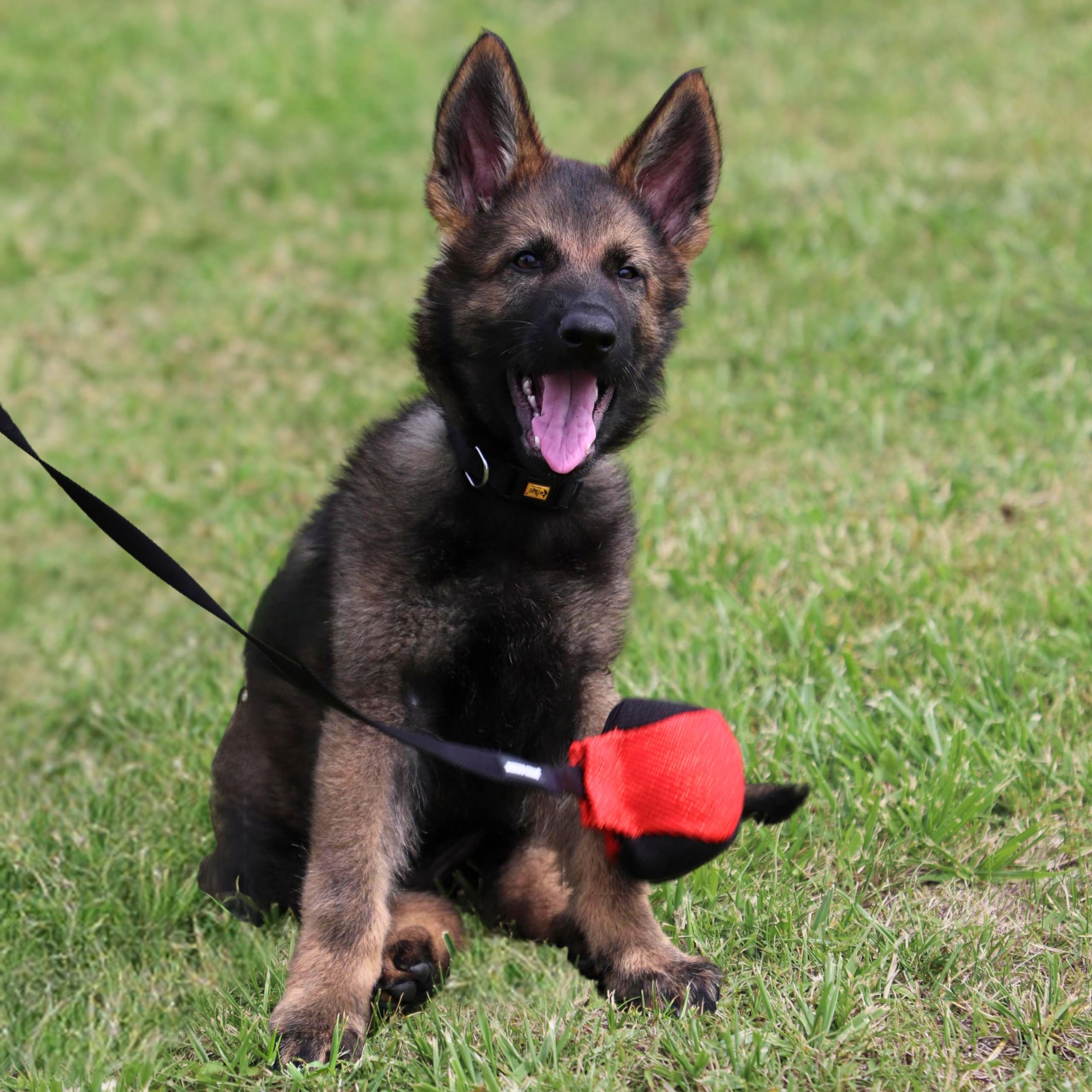 Dingo Gear outdoor training toy ideal for fetch and agility sessions