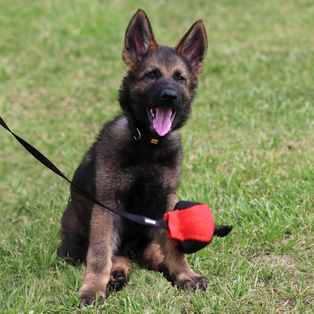Dingo Gear outdoor training toy ideal for fetch and agility sessions