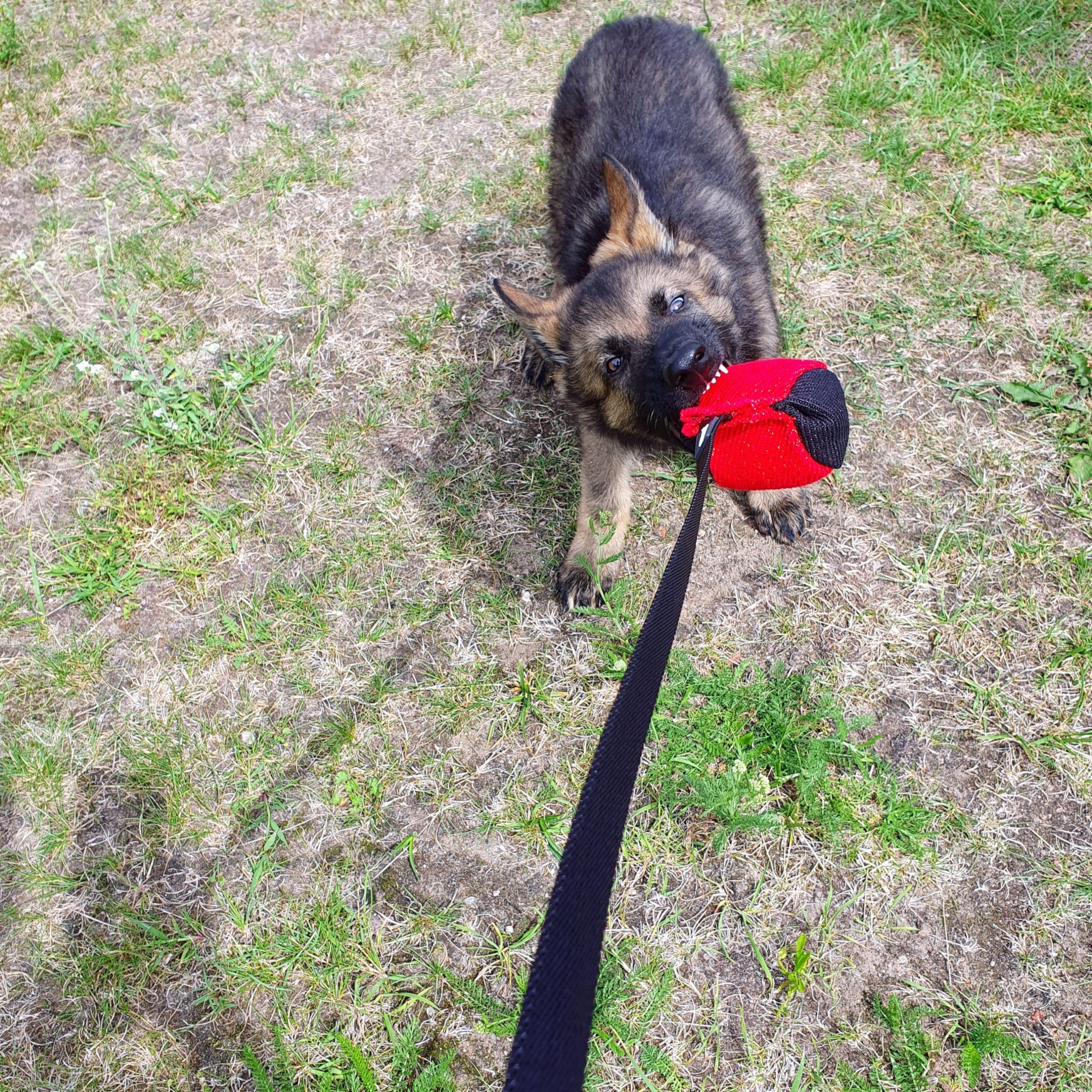 Dingo Gear reward-fetch toy helps reinforce training rewards