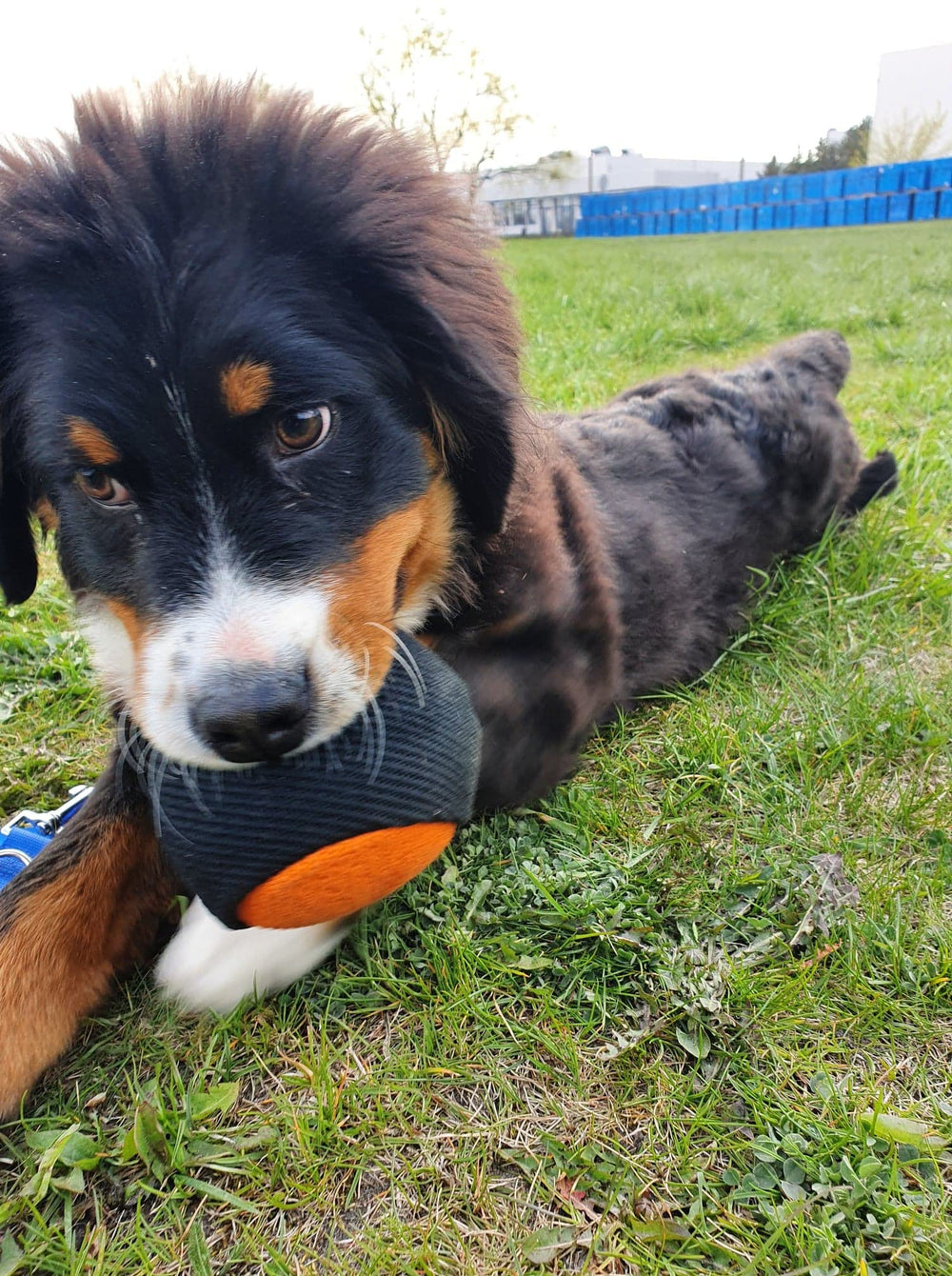 Dingo Gear safe-play image stressing supervised use during chew sessions.
