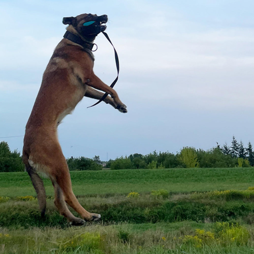 Dingo Gear safety-focused dog toy for supervised play and bite control.