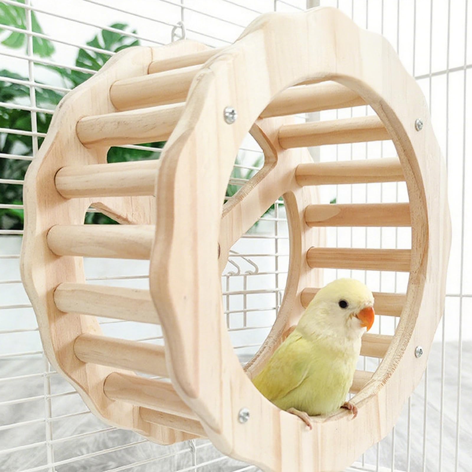 DINTSTYLE estimula la inteligencia de las aves con retos interactivos.