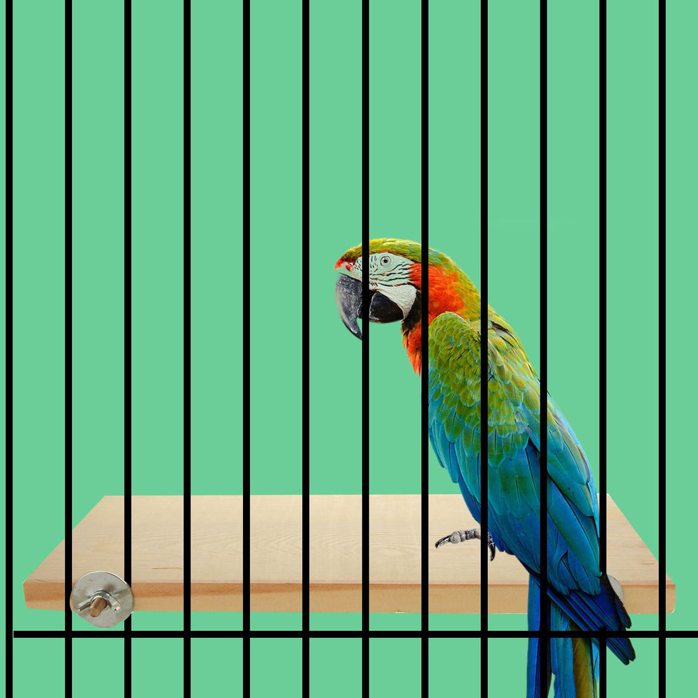 DIRBUY multi-bird-perch scenario image demonstrates varied placement ideas and exercise options.