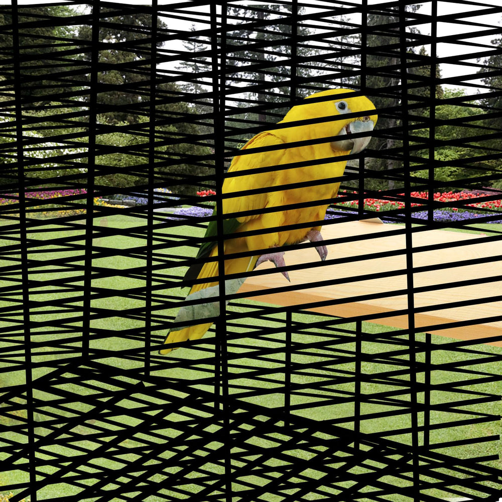 DIRBUY small to medium bird compatibility shows versatile perches for cockatiels and parakeets.