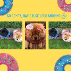 Dirty Little Paws donut collar blue wear-on-dog image highlights comfortable, non-constrictive fit.