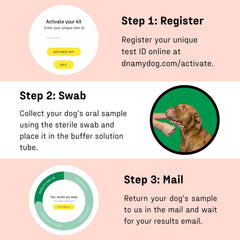DNA MY DOG online allergen report provides actionable insights for care planning.